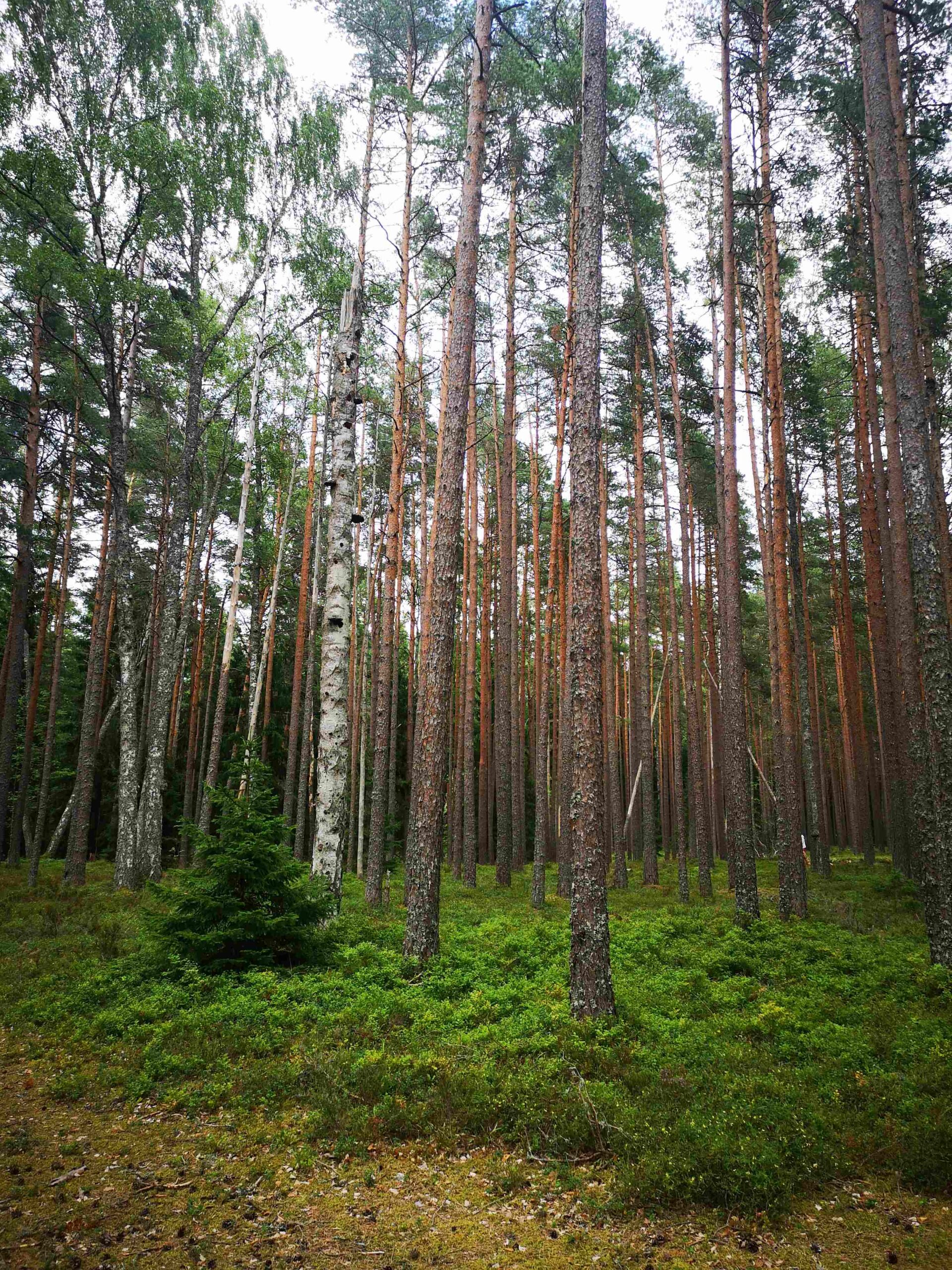 Vanajõe mets Hiiumaal